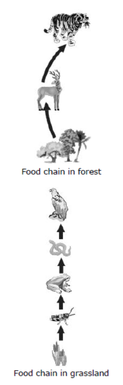 cbse-class-10 science-our-environment-notes-set-a