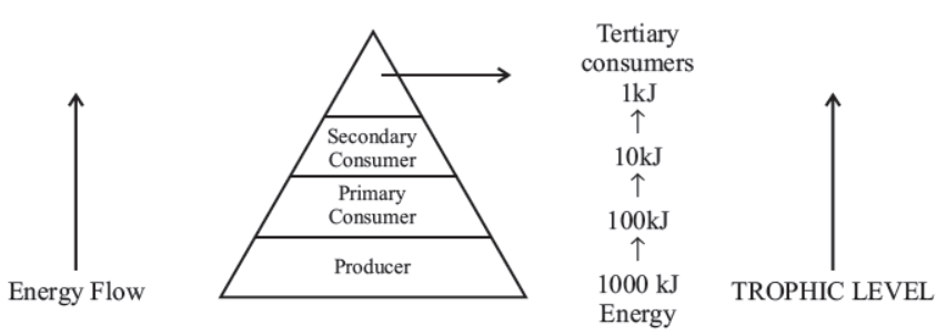 cbse-class-10-science-our-environment-notes-set-b