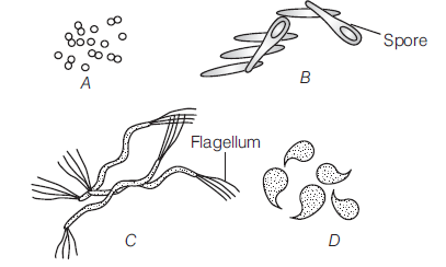 CBSE Class 11 Biology Biological Classification Worksheet