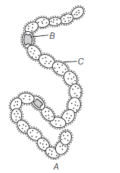 CBSE Class 11 Biology Biological Classification Worksheet