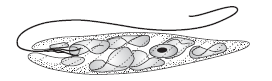 CBSE Class 11 Biology Biological Classification Worksheet