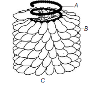 CBSE Class 11 Biology Biological Classification Worksheet