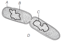 CBSE Class 11 Biology VBQs Biological Classification