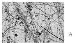 CBSE Class 11 Biology VBQs Biological Classification