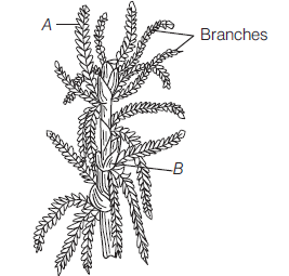 CBSE Class 11 Biology Plant Kingdom Assignments