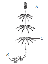 CBSE Class 11 Biology Plant Kingdom Assignments