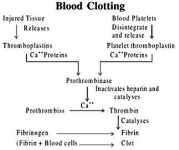 ""CBSE-Class-11-Biology-Body-Fluids And-Circulation-1