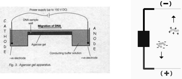 ""CBSE-Class-12-Biology-Biotechnology-Principles-And-Processes-4