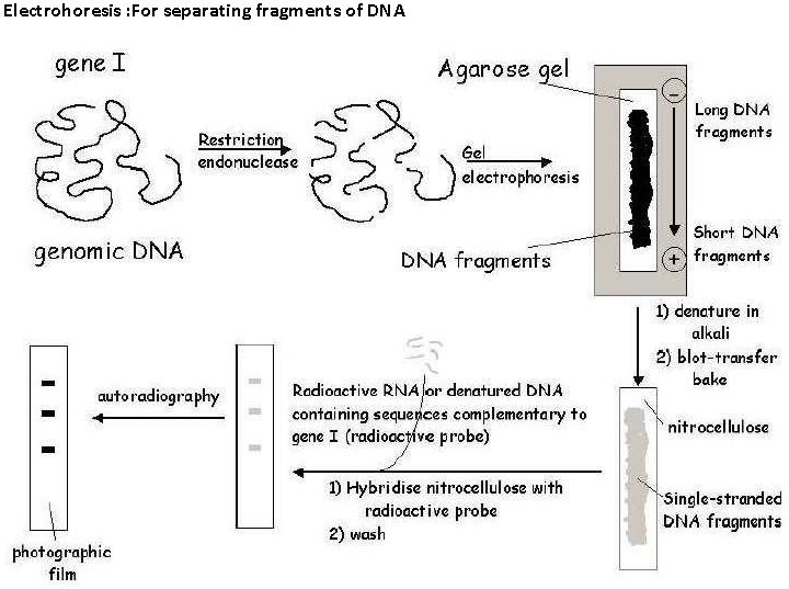 ""CBSE-Class-12-Biology-Biotechnology-Principles-And-Processes-6