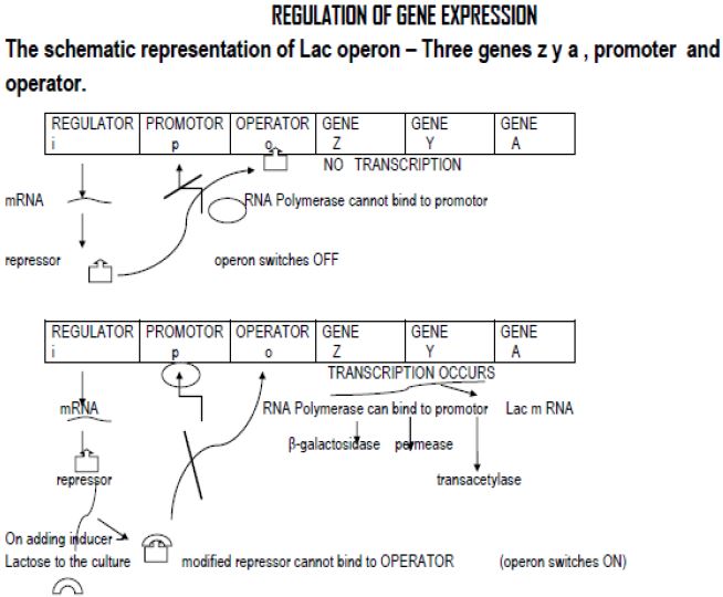 ""CBSE-Class-12-Biology-Concept-Maps-For-All-Chapters-4