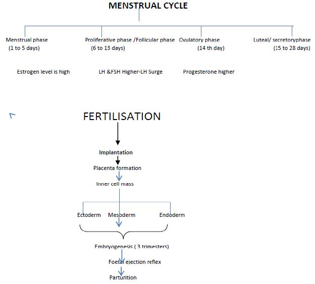 ""CBSE-Class-12-Biology-Concept-Maps-For-All-Chapters