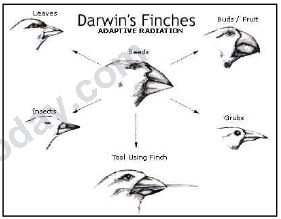 ""CBSE-Class-12-Biology-Evolution-2