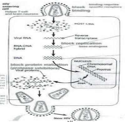 ""CBSE-Class-12-Biology-Human-Health-And-Disease-4