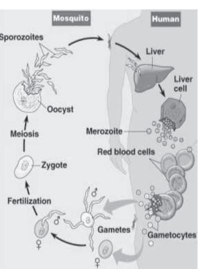 ""CBSE-Class-12-Biology-Human-Health-And-Disease-7