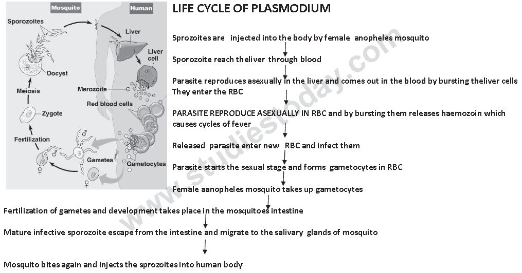 ""CBSE-Class-12-Biology-Human-Health-And-Disease-7