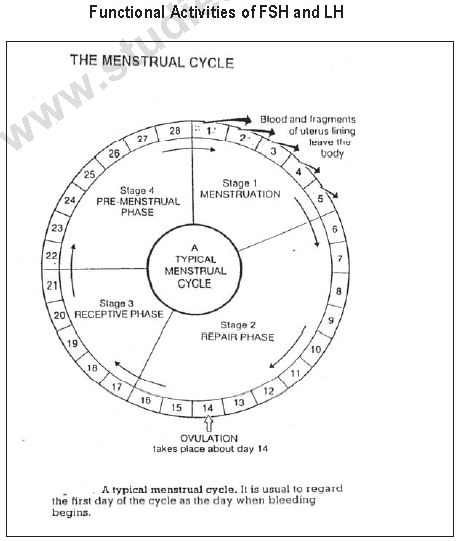 ""CBSE-Class-12-Biology-Human-Reproduction-1