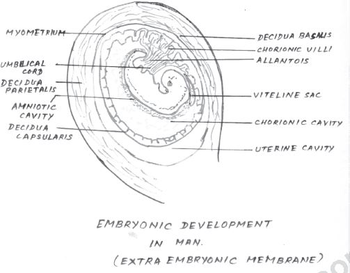 ""CBSE-Class-12-Biology-Human-Reproduction-10