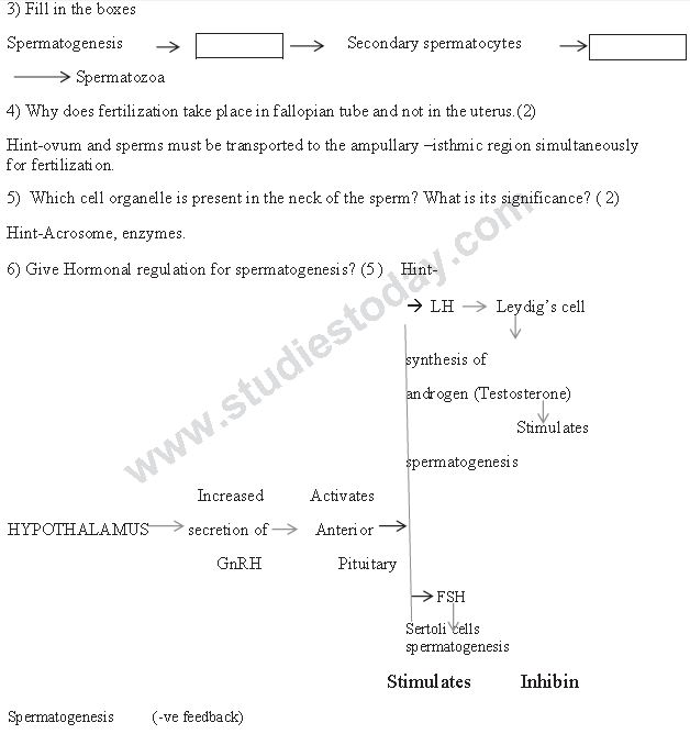 ""CBSE-Class-12-Biology-Human-Reproduction-11