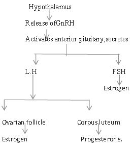 ""CBSE-Class-12-Biology-Human-Reproduction-12