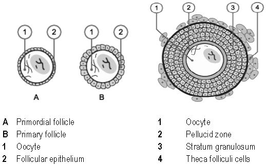 ""CBSE-Class-12-Biology-Human-Reproduction-3