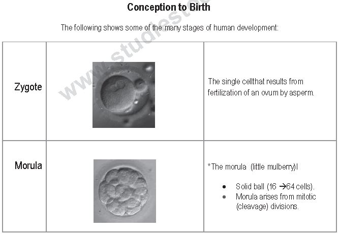 ""CBSE-Class-12-Biology-Human-Reproduction-5