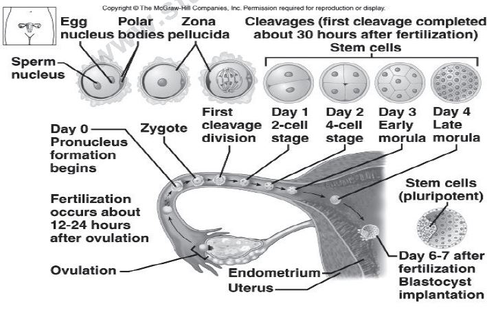 ""CBSE-Class-12-Biology-Human-Reproduction-7