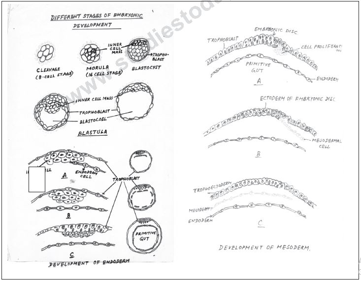 ""CBSE-Class-12-Biology-Human-Reproduction-9