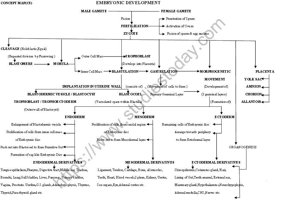 ""CBSE-Class-12-Biology-Human-Reproduction-Minds-Map-1