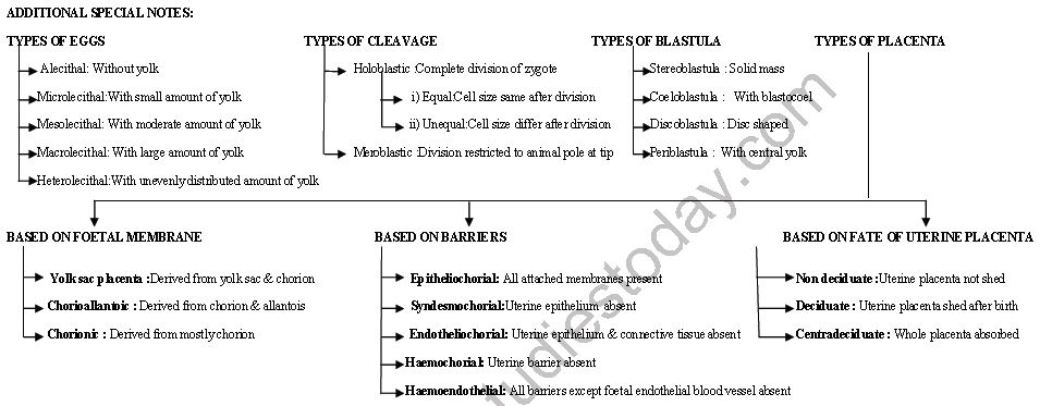 ""CBSE-Class-12-Biology-Human-Reproduction-Minds-Map-2