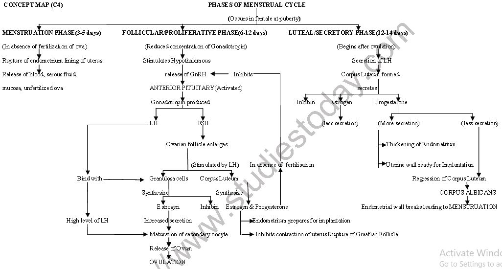 ""CBSE-Class-12-Biology-Human-Reproduction-Minds-Map