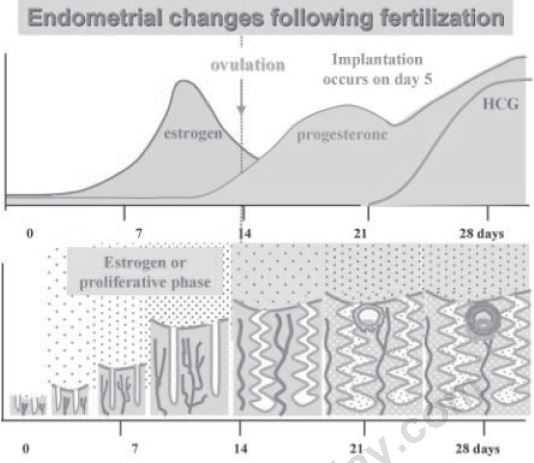 ""CBSE-Class-12-Biology-Human-Reproduction