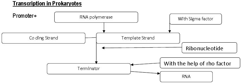 ""CBSE-Class-12-Biology-Molecular-Basis-Of-Inheritance-1