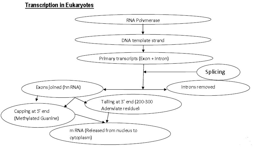 ""CBSE-Class-12-Biology-Molecular-Basis-Of-Inheritance-2