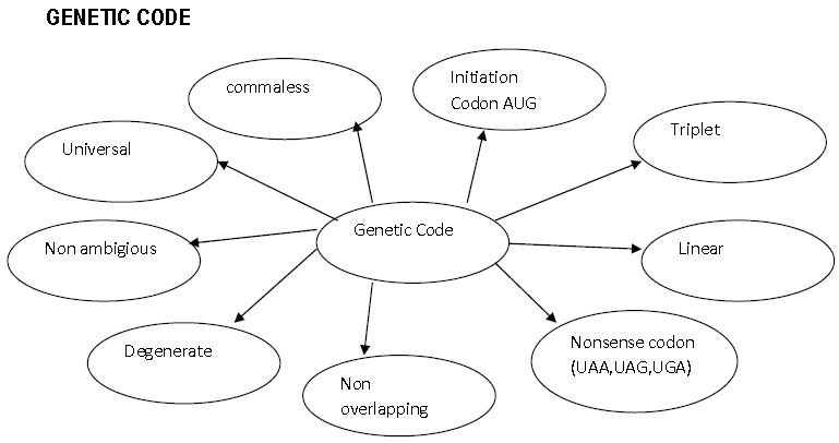 ""CBSE-Class-12-Biology-Molecular-Basis-Of-Inheritance-3