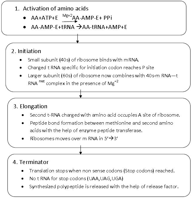 ""CBSE-Class-12-Biology-Molecular-Basis-Of-Inheritance-4