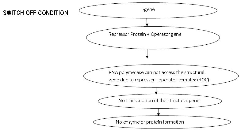 ""CBSE-Class-12-Biology-Molecular-Basis-Of-Inheritance-5