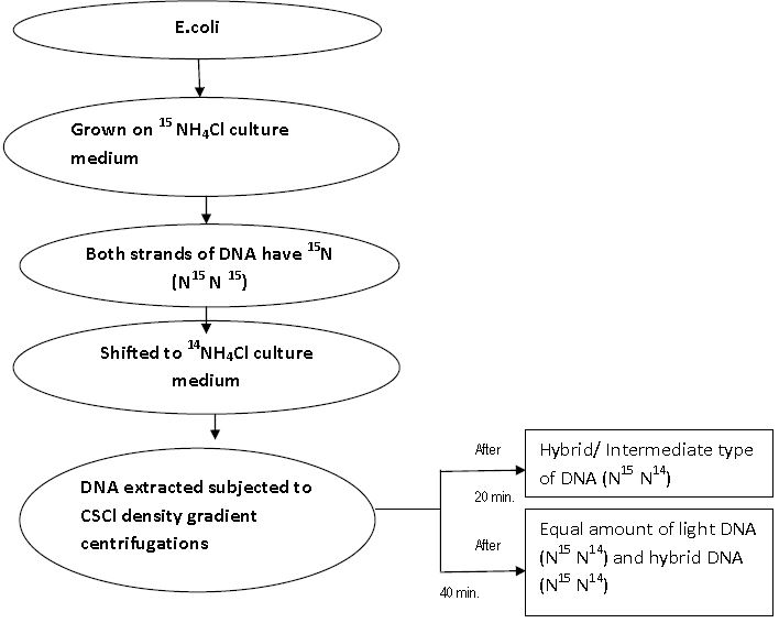 ""CBSE-Class-12-Biology-Molecular-Basis-Of-Inheritance