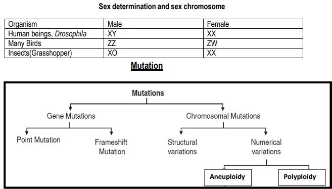 ""CBSE-Class-12-Biology-Principles-Of-Inheritance-And-Variation