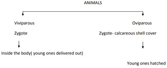 ""CBSE-Class-12-Biology-Reproduction-In-Organisms-1