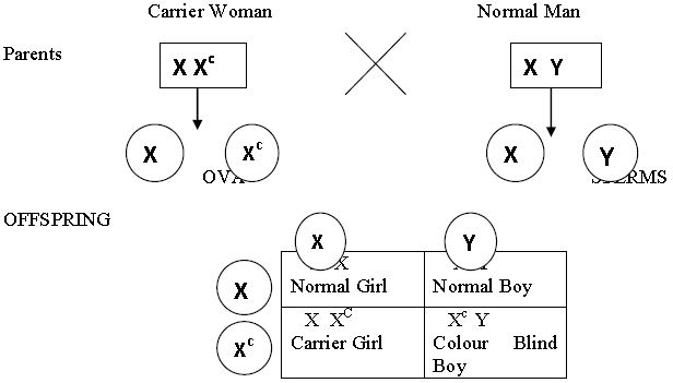 ""CBSE-Class-12-Biology-Reproduction-In-Organisms-2