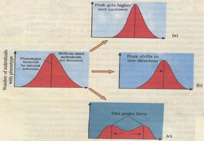 ""CBSE-Class-12-Biology-Reproduction-In-Organisms-3