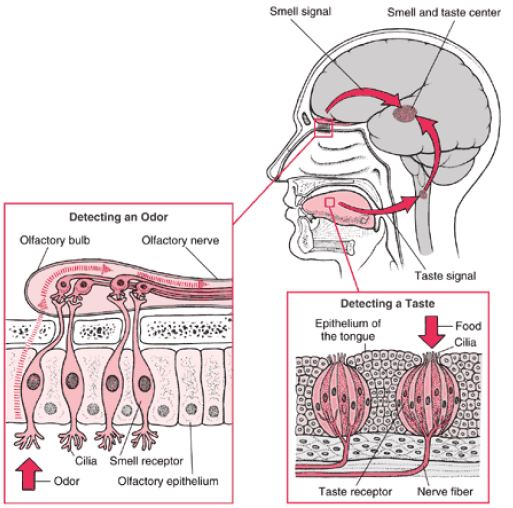 ""CBSE-Class-12-Biology-Reproduction-In-Organisms-5