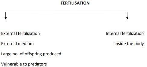 ""CBSE Class 12 Biology Reproduction In Organisms