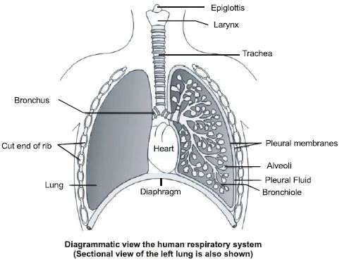 ""CBSE-Class-12-Biology-Respiration-1