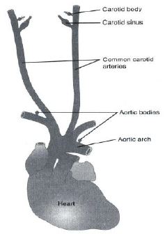 ""CBSE-Class-12-Biology-Respiration-13