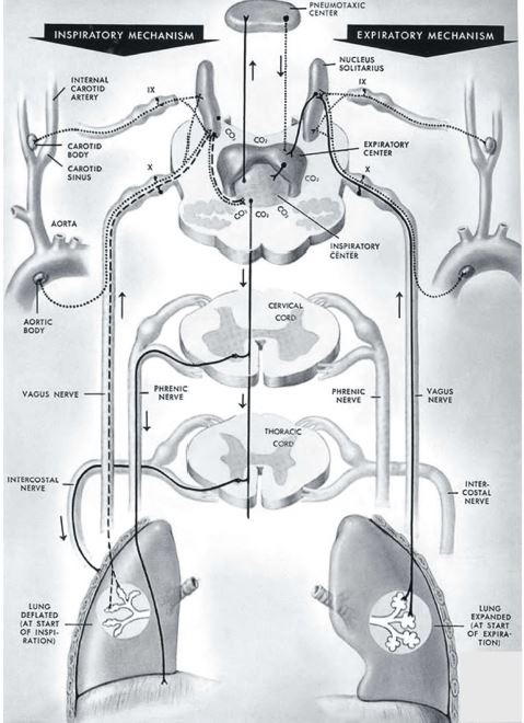 ""CBSE-Class-12-Biology-Respiration-15