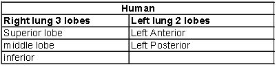 ""CBSE-Class-12-Biology-Respiration-2