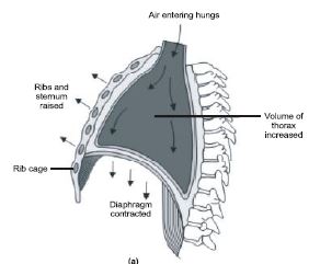 ""CBSE-Class-12-Biology-Respiration-3