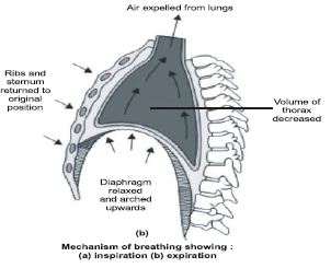 ""CBSE-Class-12-Biology-Respiration-4