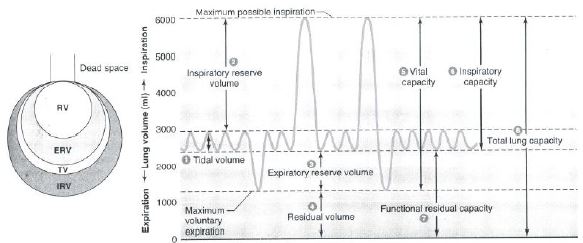 ""CBSE-Class-12-Biology-Respiration-5